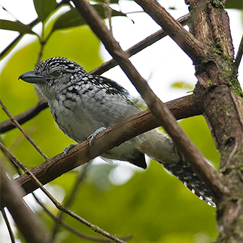 Spot-backed Antshrike