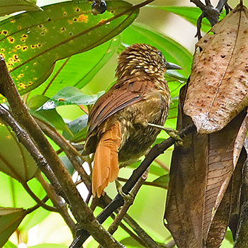 Striated Softtail