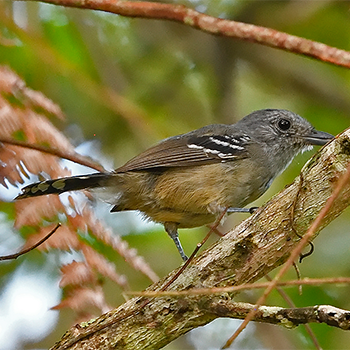 Variable Antshrike