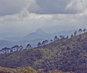 Atlantic Rainforest