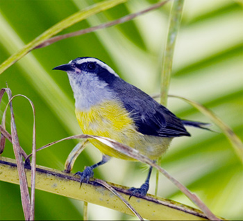 Bananaquit