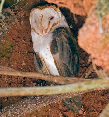 Barn Owl