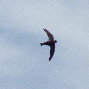 Biscutate Swift