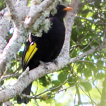 Black-and-gold Cotinga