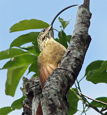 Black-billed Scythebill