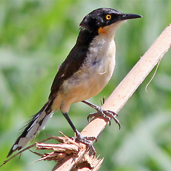 Black-capped Donacobius