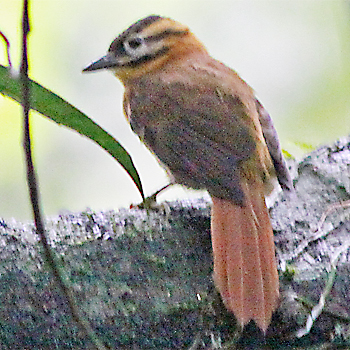 Black-capped Foliage-gleaner