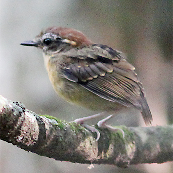 Black-cheeked Gnateater