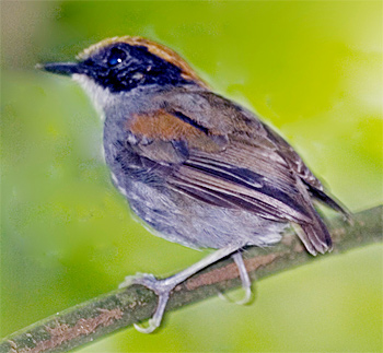 Black-cheeked Gnateater