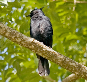 Crested Black-tyrant