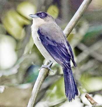 Black-goggled Tanager