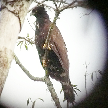 Black Hawk-eagle