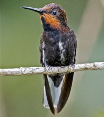 Black Jacobin – juvenille