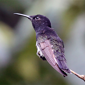 Black Jacobin