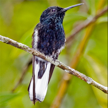 Black Jacobin