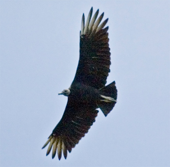 Black Vulture