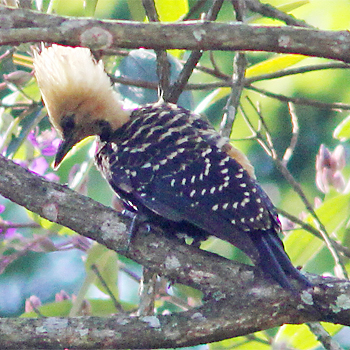 Blond-crested Woodpecker