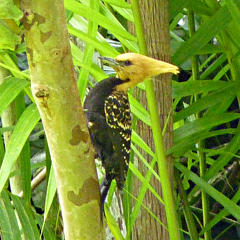 Blond-crested Woodpecker