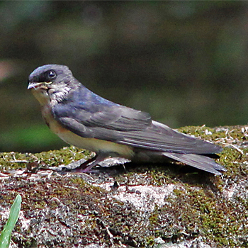 Blue-and-white Swallow