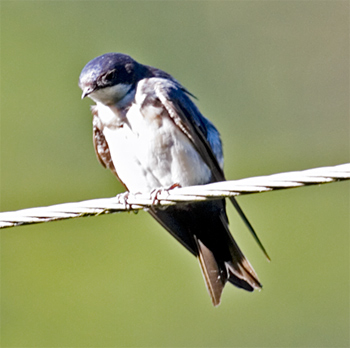 Blue-and-white Swallow