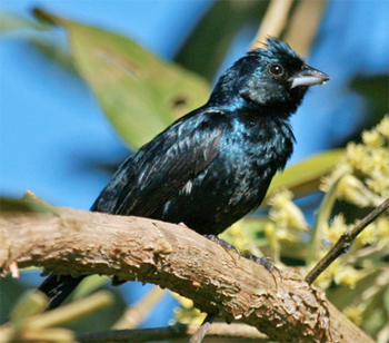 Blue-black Grassquit