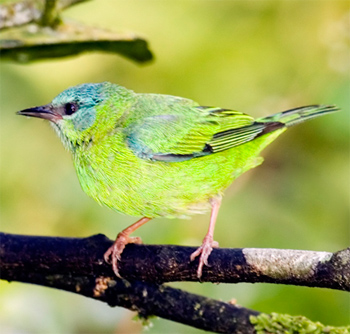 Blue Dacnis