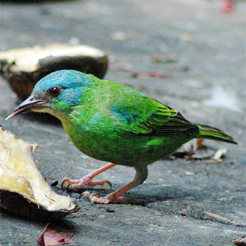 Blue Dacnis (female)