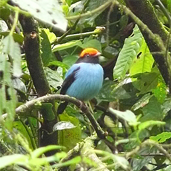 Blue Manakin
