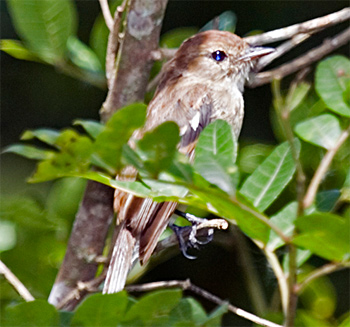 Bran-coloured Flycatcher