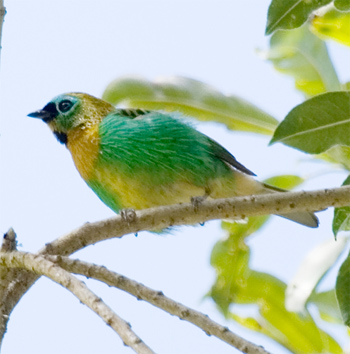 Brassy-breasted Tanager