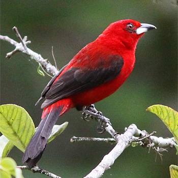Brazilian Tanager