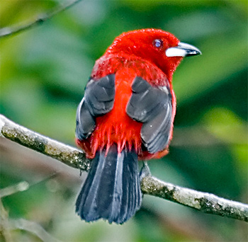 Brazilian Tanager