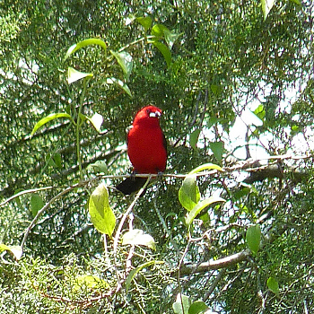 Brazilian Tanager