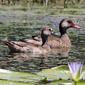 Brazilian Teal