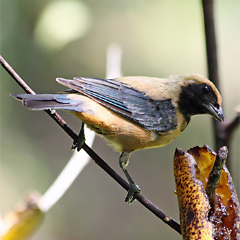 Burnished-buff Tanager