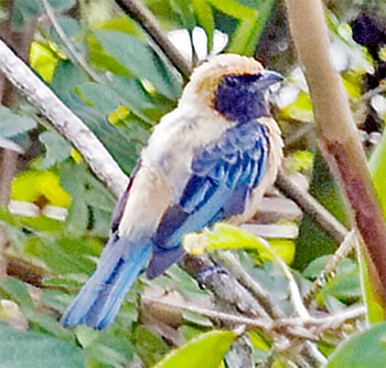 Burnished-buff Tanager