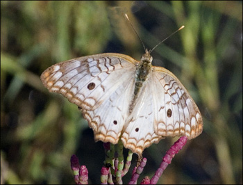 Butterfly sp.