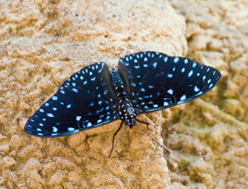 Butterfly sp.