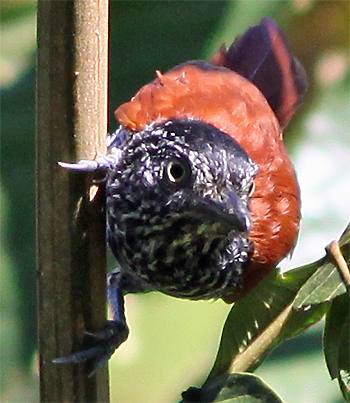 Chestnut-backed Antshrike