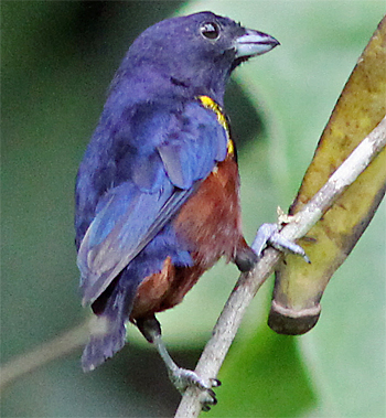 Chestnut-bellied Euphonia
