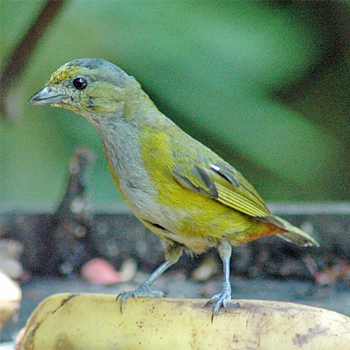 Chestnut-bellied Euphonia (female)