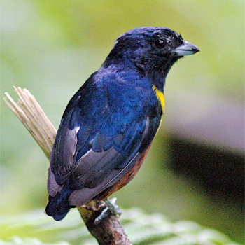 Chestnut-bellied Euphonia (male)