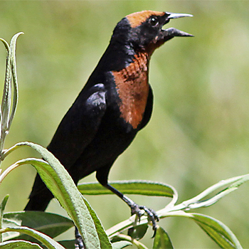 Chestnut-capped Blackbird