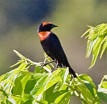 Chestnut-capped Blackbird