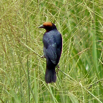 Chestnut-capped Blackbird
