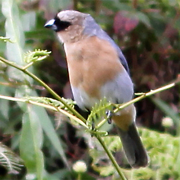 Cinnamon Tanager