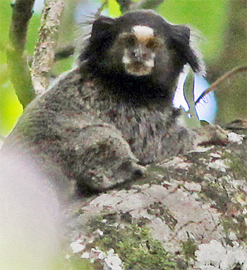 Common Marmoset