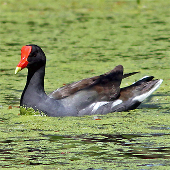 Common Gallinule