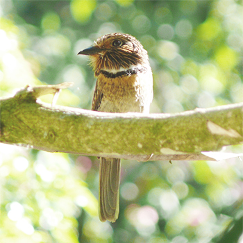 Crescent-chested Puffbird