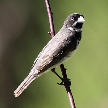 Double-collared Seedeater